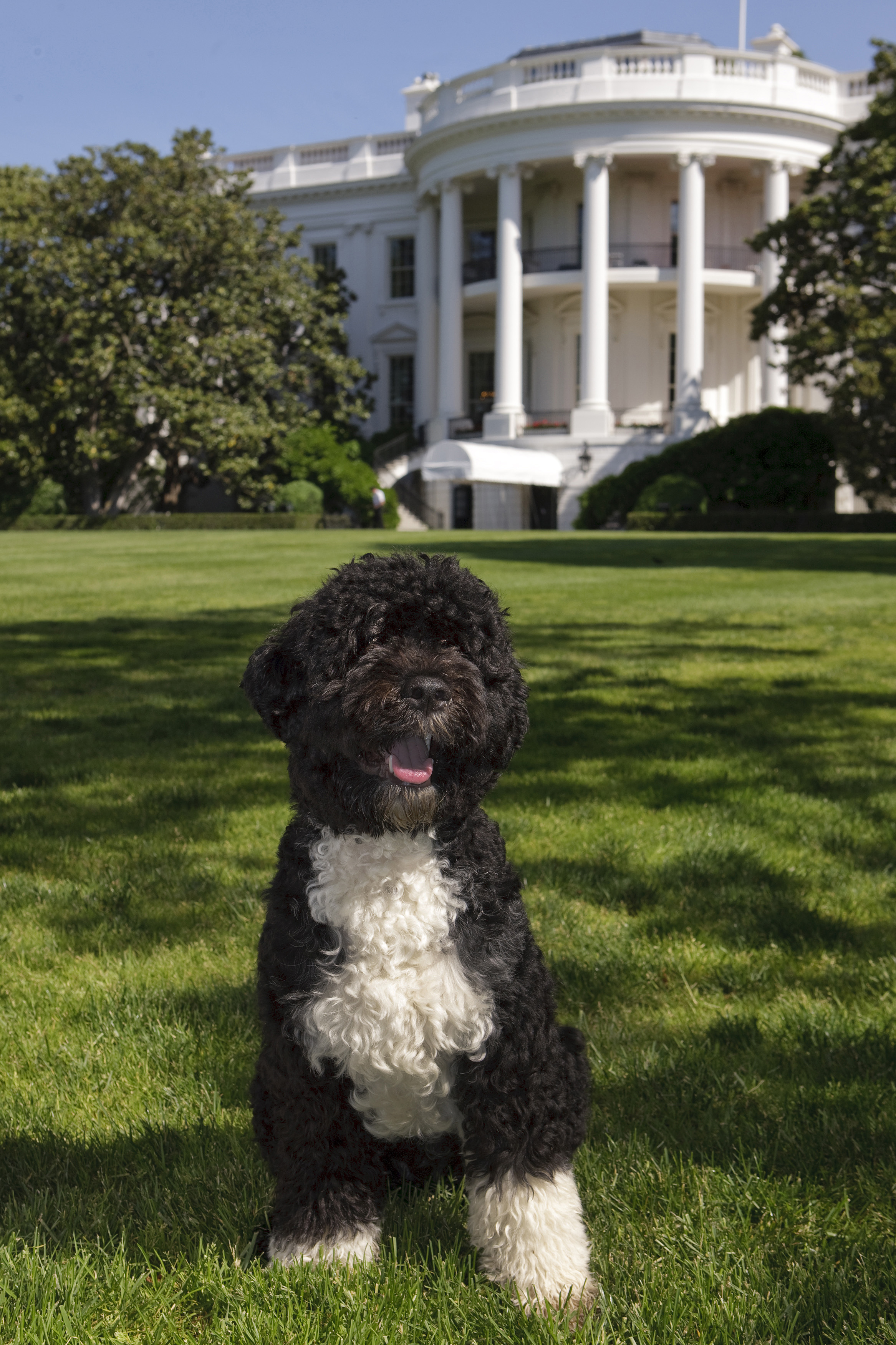 The official portrait of the Obama family dog "Bo", a Portuguese water dog, on the South Lawn of the White House. (Official White House Photo by Chuck Kennedy) This official White House photograph is being made available for publication by news organizations and/or for personal use printing by the subject(s) of the photograph. The photograph may not be manipulated in any way or used in materials, advertisements, products, or promotions that in any way suggest approval or endorsement of the President, the First Family, or the White House.